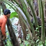 Pemprov Kaltim Tegaskan Perusahaan Sawit Wajib Lapor Harga TBS