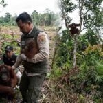 Konflik Orangutan Kaltim Terpusat di Keraitan, BKSDA Ungkap Alasannya