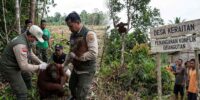 bksda konflik orangutan keraitan kaltim