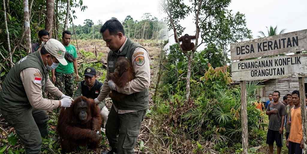 Konflik Orangutan Kaltim Terpusat di Keraitan, BKSDA Ungkap Alasannya