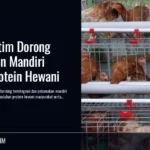 DPKH Kaltim Dorong Peternakan Mandiri Penuhi Protein Hewani