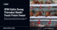 dpkh-kaltim-dorong-peternakan-mandiri-protein-hewani