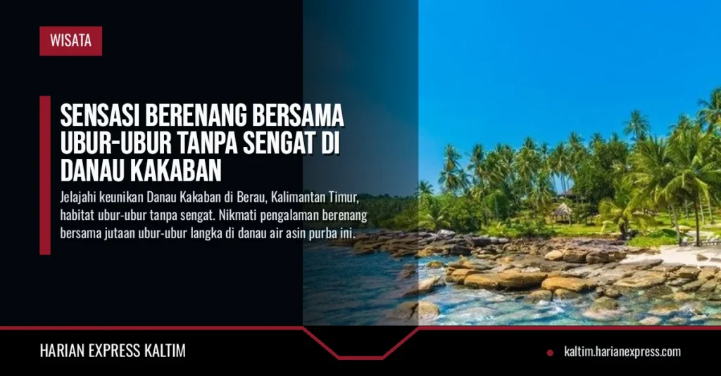 Sensasi Berenang Bersama Ubur-ubur Tanpa Sengat di Danau Kakaban