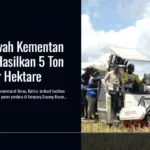 Cetak Sawah Kementan di Berau Hasilkan 5 Ton Gabah per Hektare