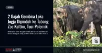 gajah-gembira-loka-pindah-tabang-zoo-polemik