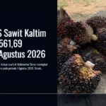Harga TBS Sawit Kaltim Naik Rp3.561,69 Periode I Agustus 2026