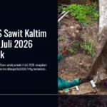Harga TBS Sawit Kaltim Periode II Juli 2026 Resmi Naik