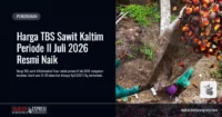 harga-tbs-sawit-kaltim-naik-juli-2026