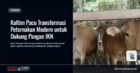 kaltim-pacu-transformasi-peternakan-modern-dukung-pangan-ikn