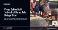penyu-mati-terbelah-berau