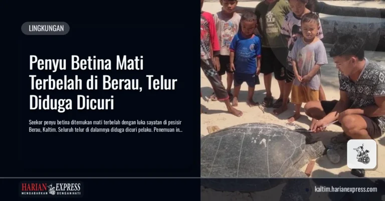 Penyu Betina Mati Terbelah di Berau, Telur Diduga Dicuri