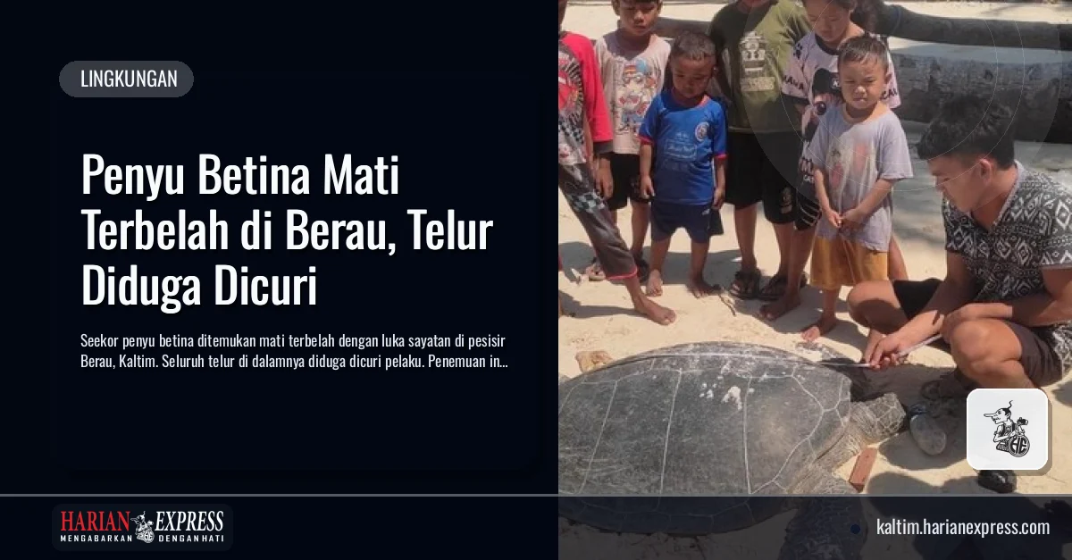 Penyu Betina Mati Terbelah di Berau, Telur Diduga Dicuri