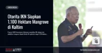 IKN di Kaltim Jadi Percontohan Nasional Rehabilitasi Mangrove
