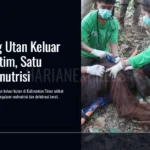 dua-orang-utan-malnutrisi-kaltim