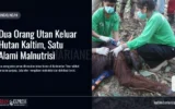 Dua Orang Utan Keluar Hutan Kaltim, Satu Alami Malnutrisi