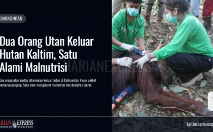 Dua Orang Utan Keluar Hutan Kaltim, Satu Alami Malnutrisi