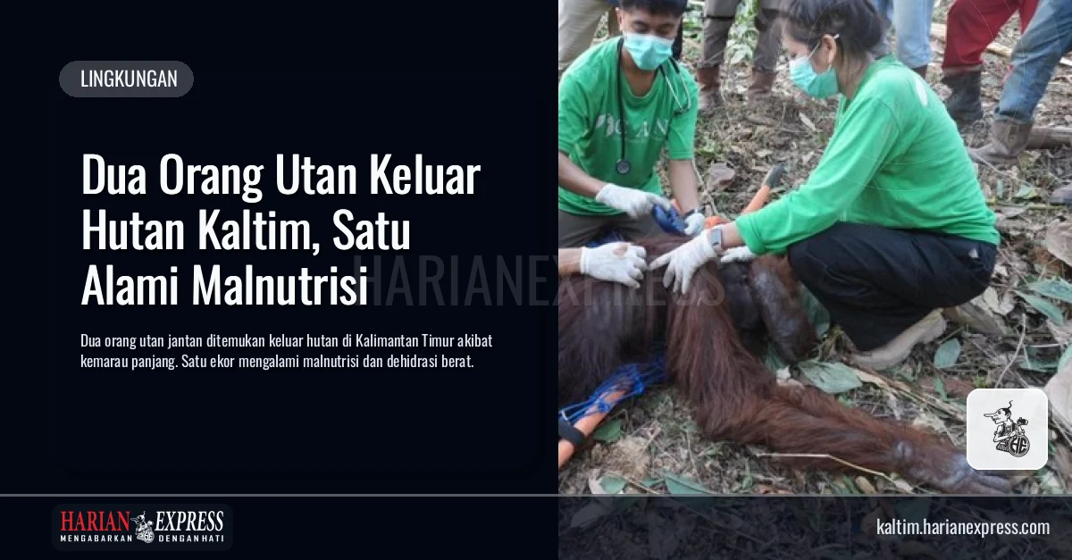Dua Orang Utan Keluar Hutan Kaltim, Satu Alami Malnutrisi