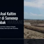 kayu-kaltim-terdampar-di-sumenep