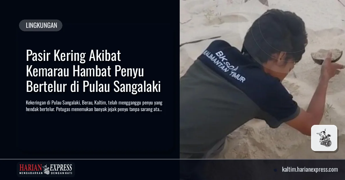 Pasir Kering Akibat Kemarau Hambat Penyu Bertelur di Pulau Sangalaki