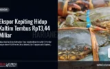 Ekspor Kepiting Hidup Kaltim Tembus Rp13,44 Miliar
