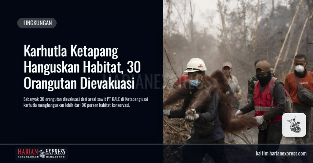 Karhutla Ketapang Hanguskan Habitat, 30 Orangutan Dievakuasi