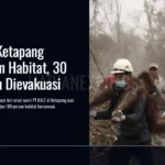 Karhutla Ketapang Hanguskan Habitat, 30 Orangutan Dievakuasi