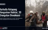 Karhutla Ketapang Hanguskan Habitat, 30 Orangutan Dievakuasi