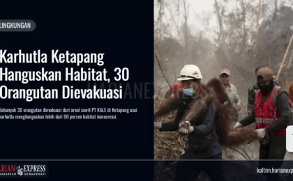 Karhutla Ketapang Hanguskan Habitat, 30 Orangutan Dievakuasi